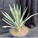 Agave sisalana (variegated) 10-gallon pots